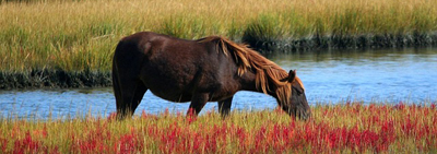 horse in marsh